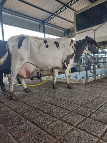vacas leiteiras