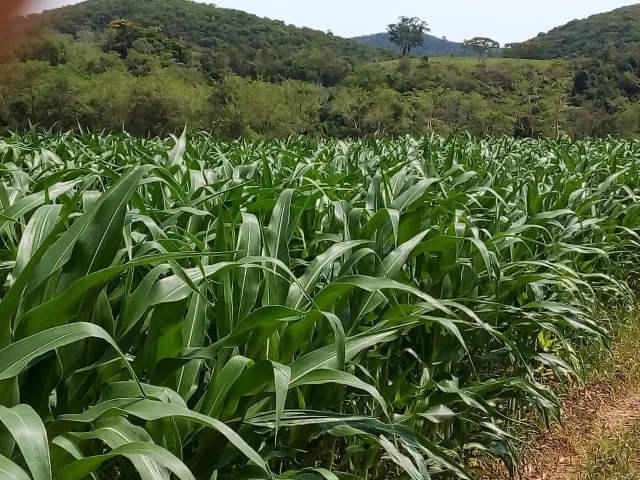 Roça de milho para silagem 
