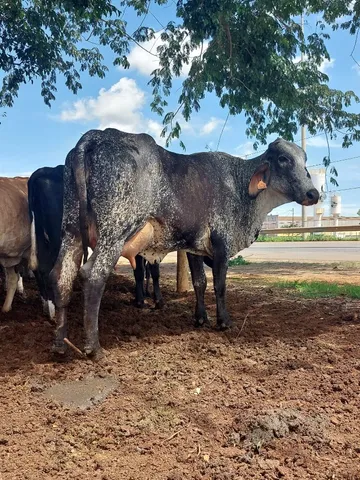 vacas leiteiras