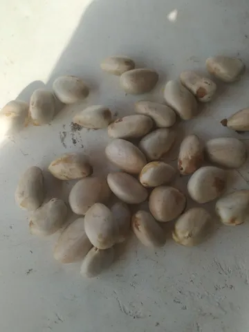 Sementes de Jaca