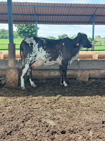 vacas leiteiras