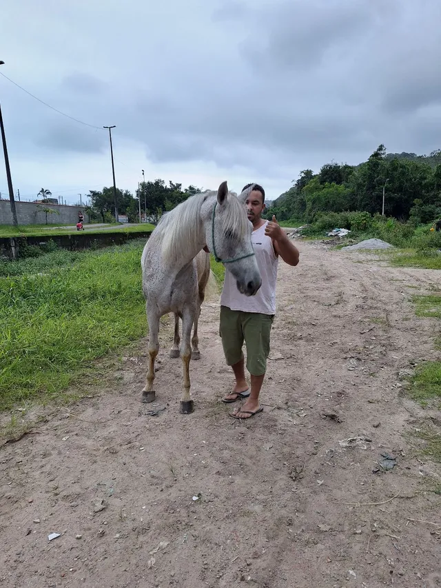Cavalo ? top