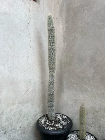 CACTOS ESPOSTOA COM 8 ANOS.