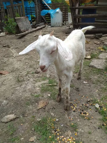 Pra venda duas cabras... mãe e filhota