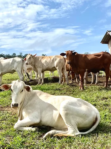 Vendo Gado, Novilhas e Garrotes
