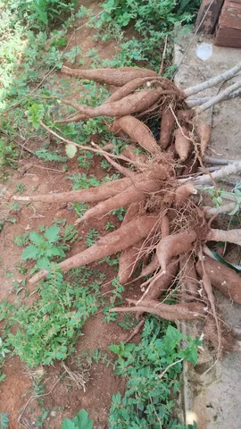 Mandioca amarela cacau