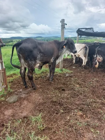 vacas leiteiras
