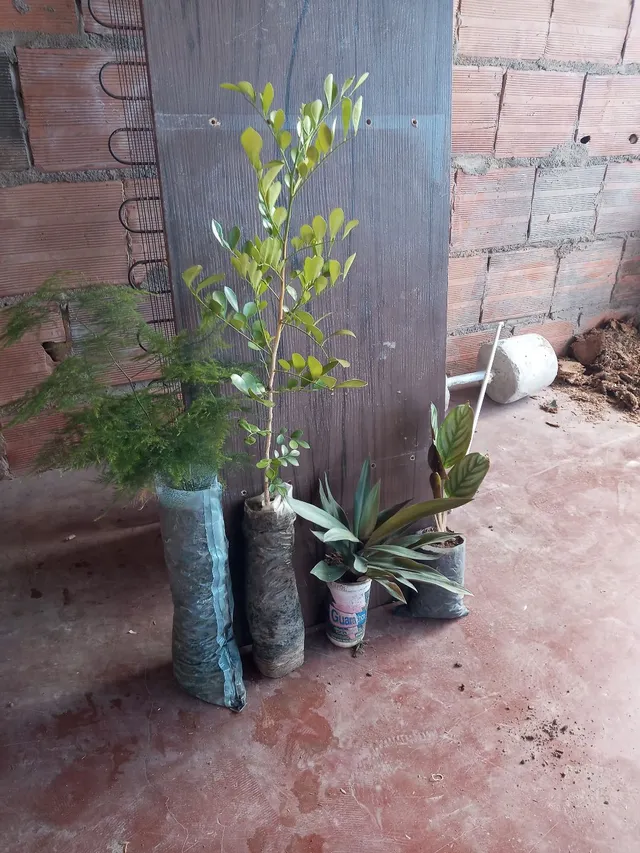 Kit plantas 