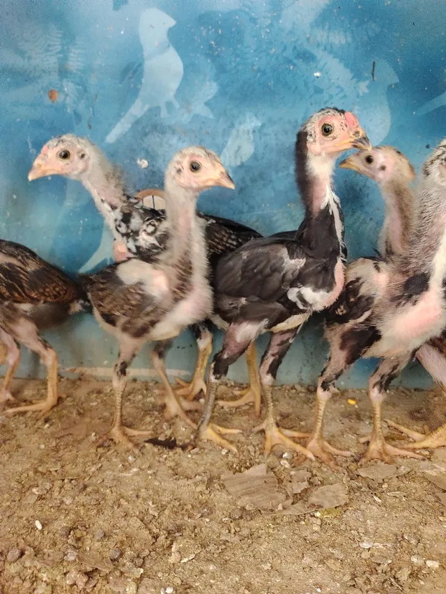Pintinhos 