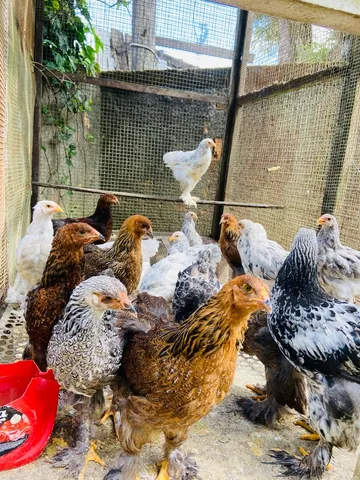 Brahmas 