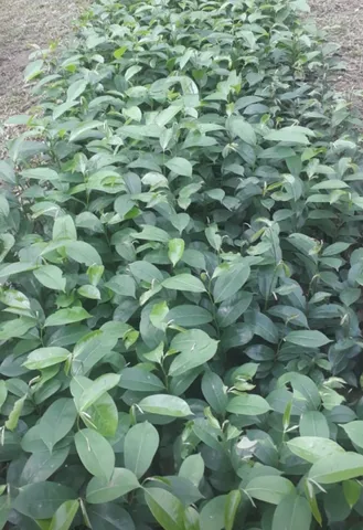 Mudas de fruteiras árvores e de Jardim 