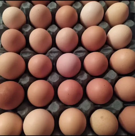 Ovos galados de Brahma