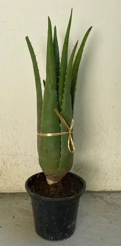 Babosa/Aloe Vera.