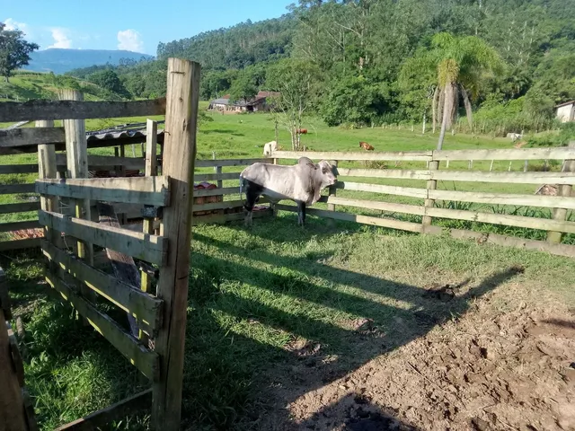 Vendo touro reprodutor braman