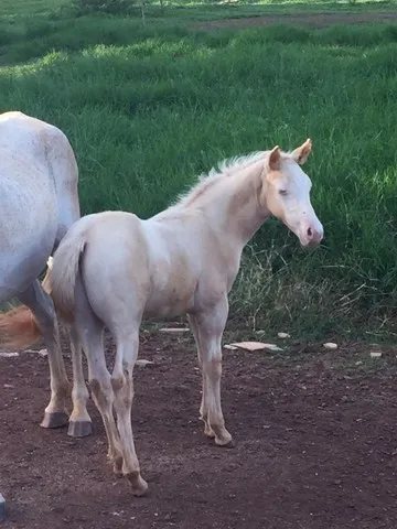 Cavalo quarto de milha, Égua, Potro Potra de laço dupla laço cabeça pé,coberturas,tambor
