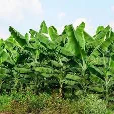 Mudas de banana 