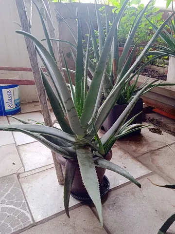 Plantas Barbosa 