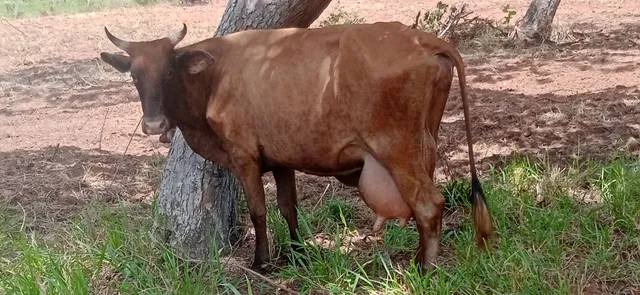 Vaca leiteira com bezerra ao pé de 30 dias 