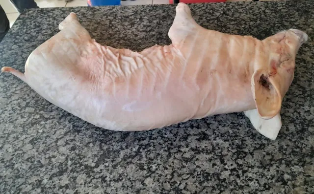 Leitão para seu lindo Natal 