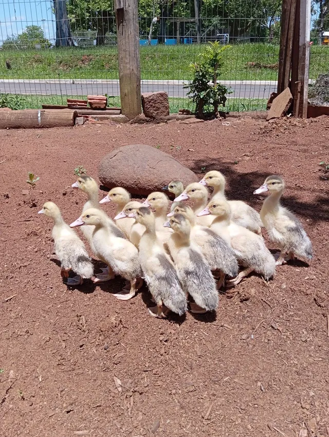 Filhote de Pato