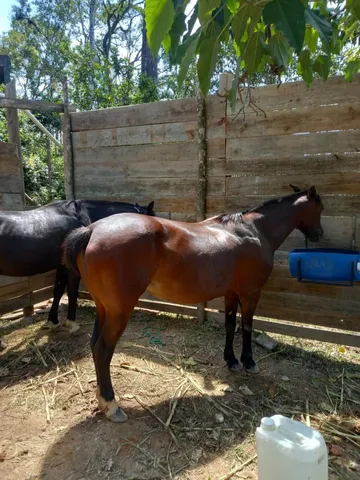Égua muito mansa 2200 pra levar hoje