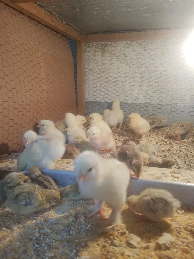Pintinhos Brahma 
