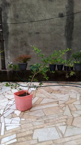 Mudas de Acerola