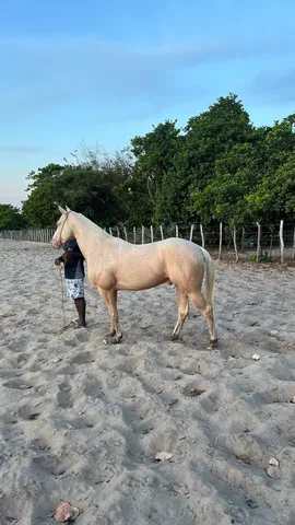 Garanhão Cremelo Cobertura / semen 