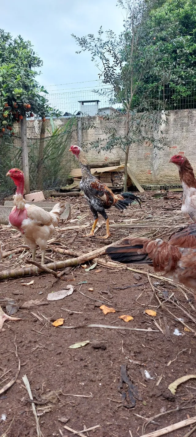 Ovos de Índio Gigante e Polaco