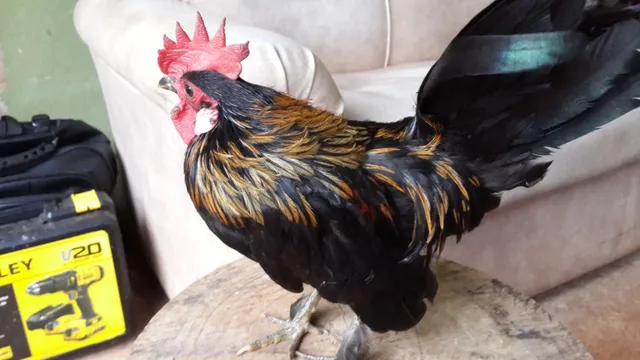 Galo