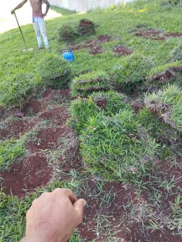 Grama apartir de 7 reais o metro plantado 