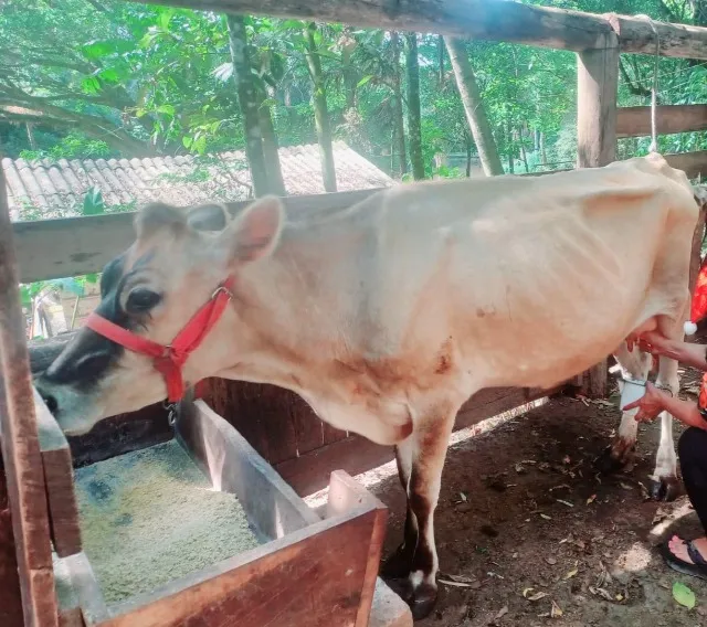 Vaca Jersey
