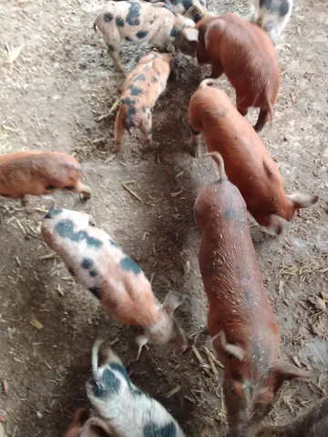 PORCOS EM LIQUIDAÇÃO! 100 Reais!