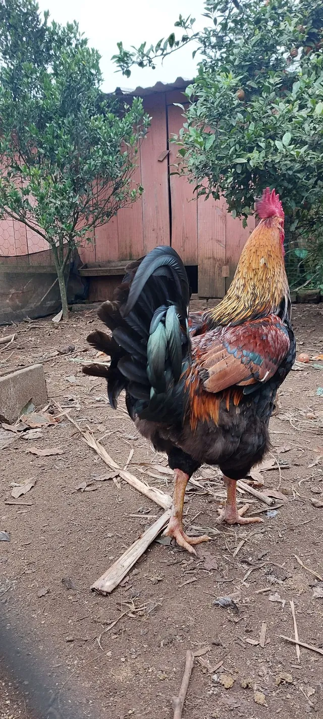 Ovos GSB