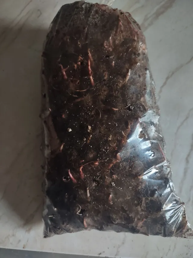 Sementes de açaí BRS Pará 