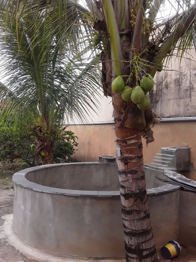 Coqueiro anão muito produtivo, só vou vender o mesmo está danificando meu aquário. 