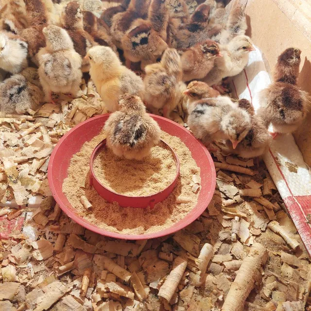 Pintinhos Brahma 