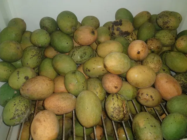 MANGAS UBÁ 