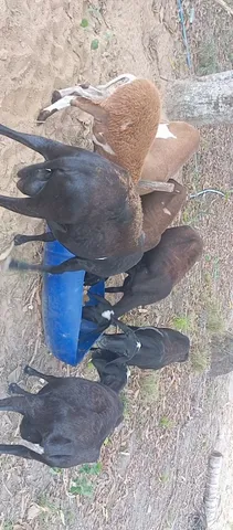5 ovelhas e 1 carneiro 