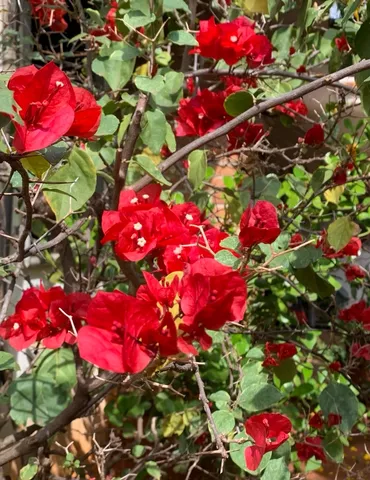 Muda Primavera vermelha no vaso