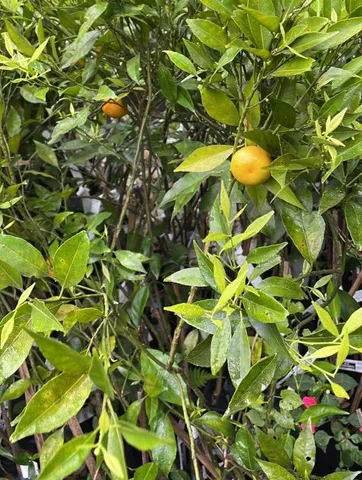 Mudas de citricas enxertadas LARANJA, LIMÃO, TANGERINA 