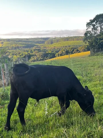 Novilho gordo 