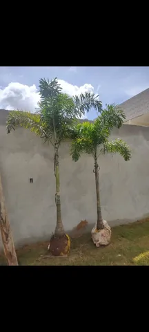 Palmeira Rabo de Raposa 