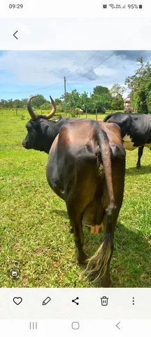 Girolanda 