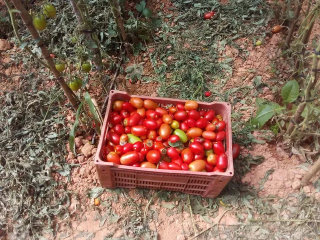 Vendo tomates abaixo preço do mercado para tratar de animais