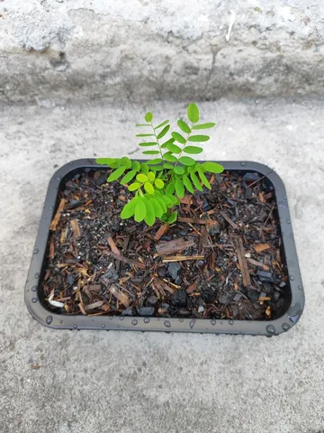Pré-Bonsai Olho de Dragão (Pau Brasil Falso)