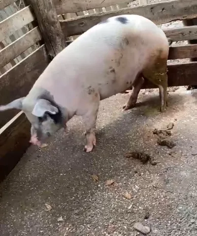 Vendo Porco 