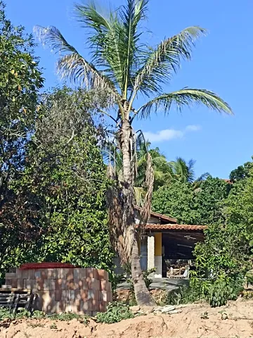 Coqueiro 