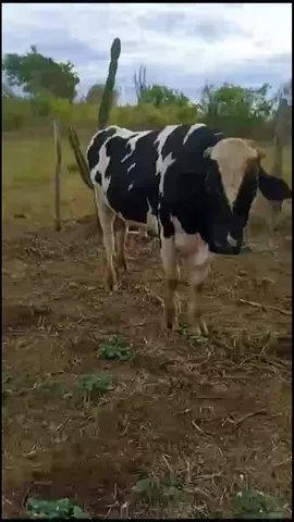 BOI HOLANDÊS DE GRANDE PORTE PRA VENDA