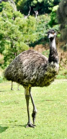 Emu australiano